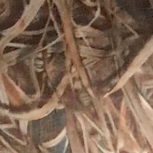 Meet your Posher, Clyde